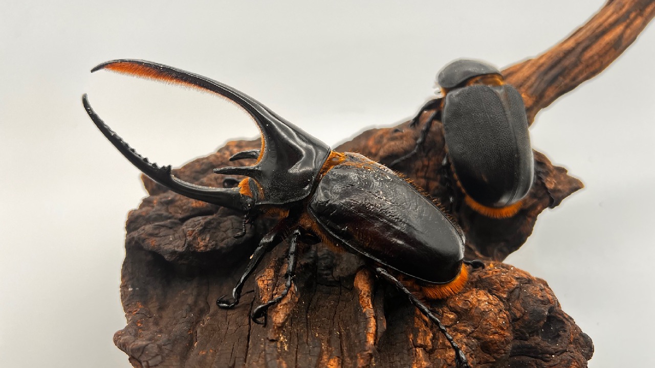 細部まで鮮明な昆虫写真